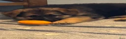 German Shepherd dogs for sale: Quality Straight Backed German Shepherd Puppies - Advert 19