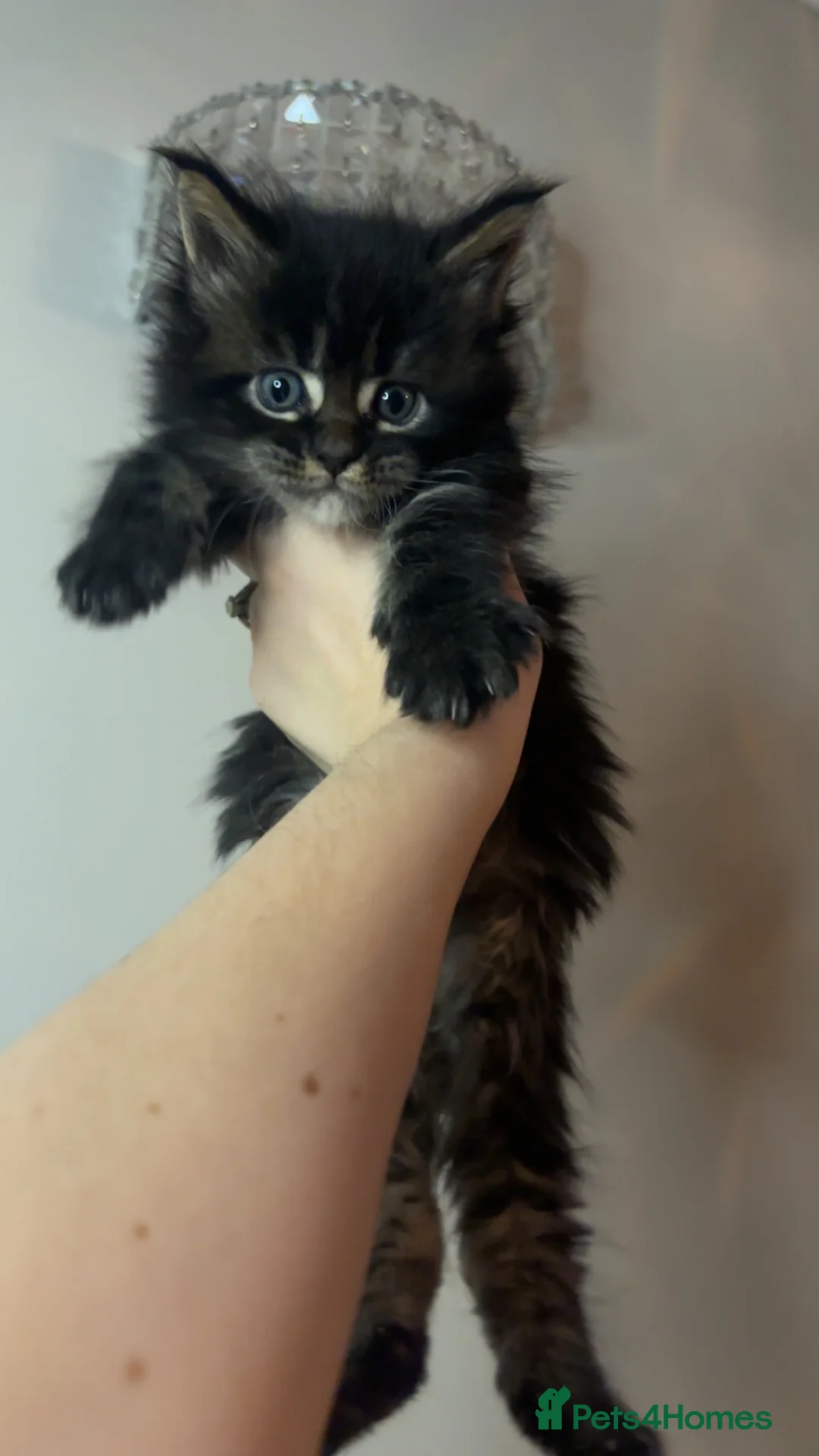 Maine Coon cats for sale: TICA Registered Maine Coon Kittens - Advert 6