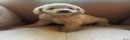 Cavapoo dogs for sale: Exceptional curly coat health tested cavapoo pups in Otley - Advert 17