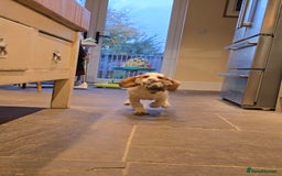 Sprocker dogs for sale: Hendrix the male sprocker available. - Image 5