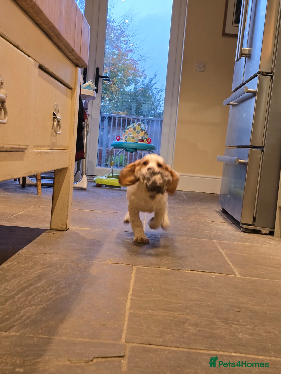 Sprocker dogs for sale: Hendrix the male sprocker available. - Image 5