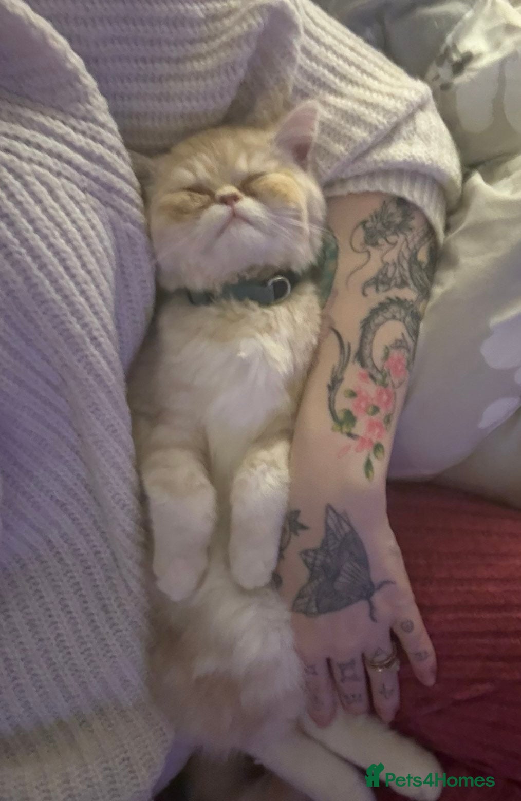Exotic cats for sale: 8 month boy.pure bred exotic. Pedigree cream gene. - Advert 3
