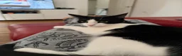 Domestic Shorthair cats for sale: Pair of Tuxedos (2 years old) - Advert 5