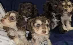 Cockapoo dogs for sale: 🐾 F1 Cockapoo Puppies – Ready Now! 🐾 - Image 7