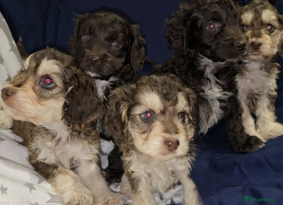 Cockapoo dogs for sale: 🐾 F1 Cockapoo Puppies – Ready Now! 🐾 - Image 7