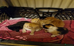Domestic Shorthair cats for sale: Kittens for sale - Image 12