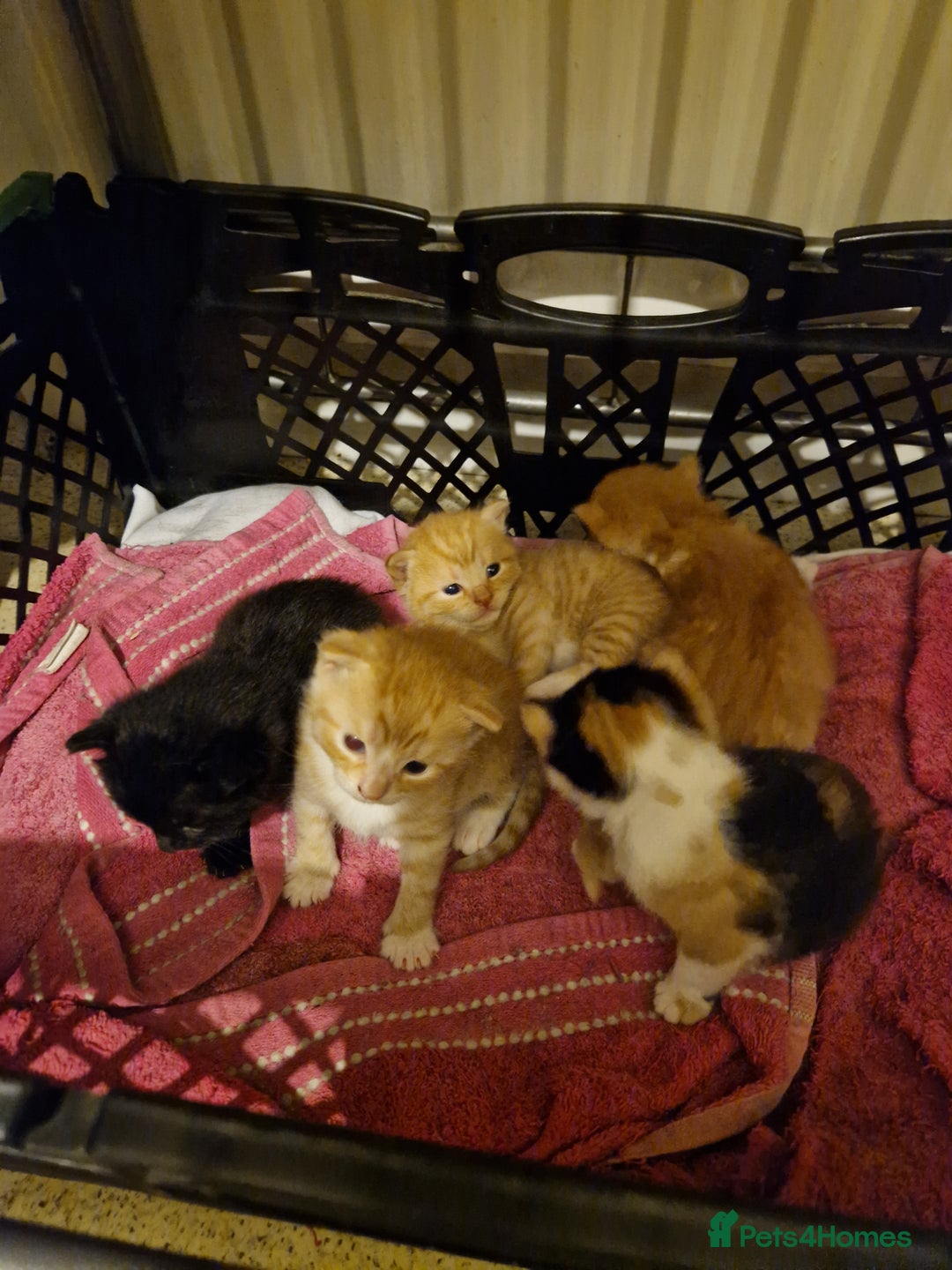 Domestic Shorthair cats for sale: Kittens for sale - Image 12