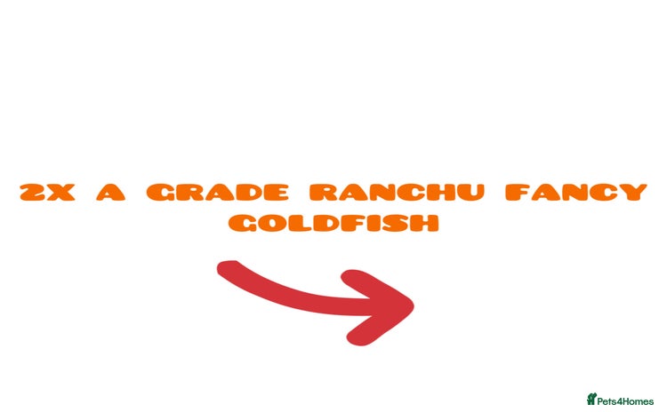 Fancy Goldfish fish - Advert 1
