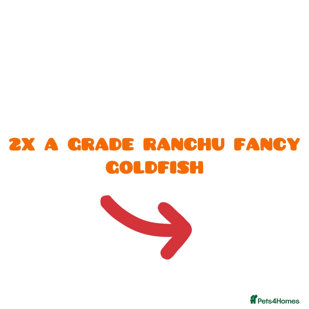 Fancy Goldfish fish for sale: 2X A GRADE YOUNG RANCHU FANCY GOLDFISH - Image 1