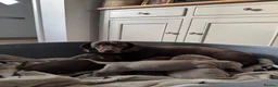 Miniature Dachshund dogs for sale: Amazing Pure Miniature Dachshund for sale!   - Advert 11