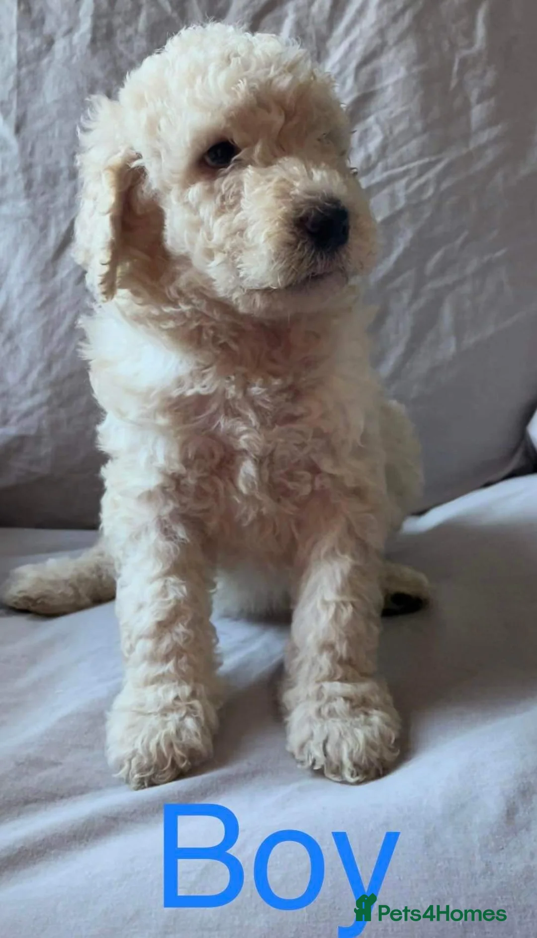 Standard Poodle dogs for stud: Cream K.C reg Standard Poodle 4 Stud  in Chesterfield - Advert 6