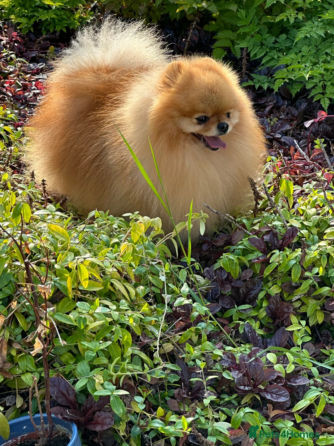 Pomeranian dogs for stud: Absolutely stunning tiny orange sable stud boy in Lanark - Advert 10