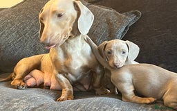 Dachshund dogs for sale: Beautiful Isabella pups exceptional quality  - Image 10