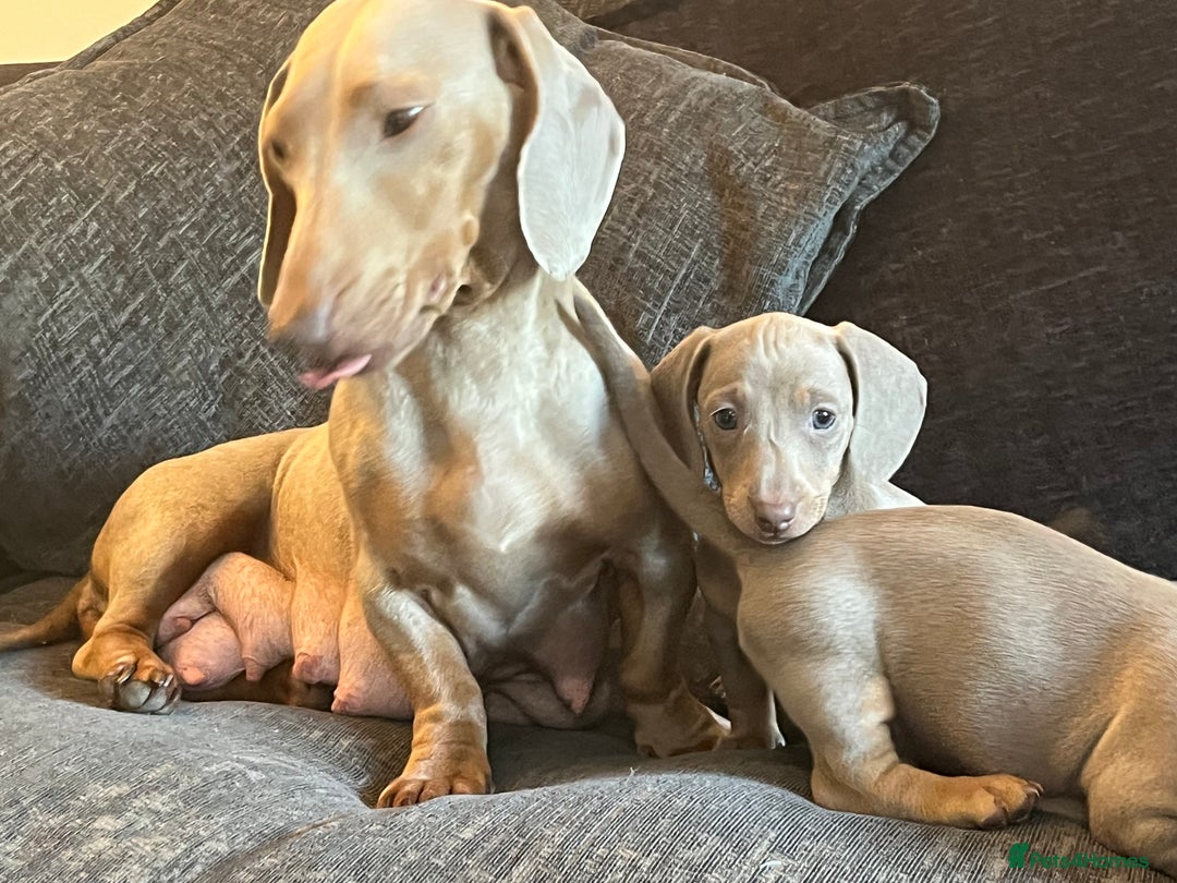 Dachshund dogs for sale: Beautiful Isabella pups exceptional quality  - Image 10