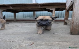 Mixed Breed dogs for sale: Beautiful German shepherd cross mali  - Image 10