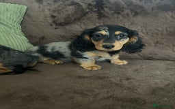 Miniature Dachshund dogs for sale: Dachshund puppies - Image 3