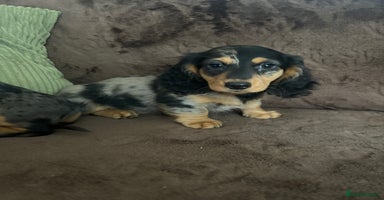 Miniature Dachshund dogs - Advert 12