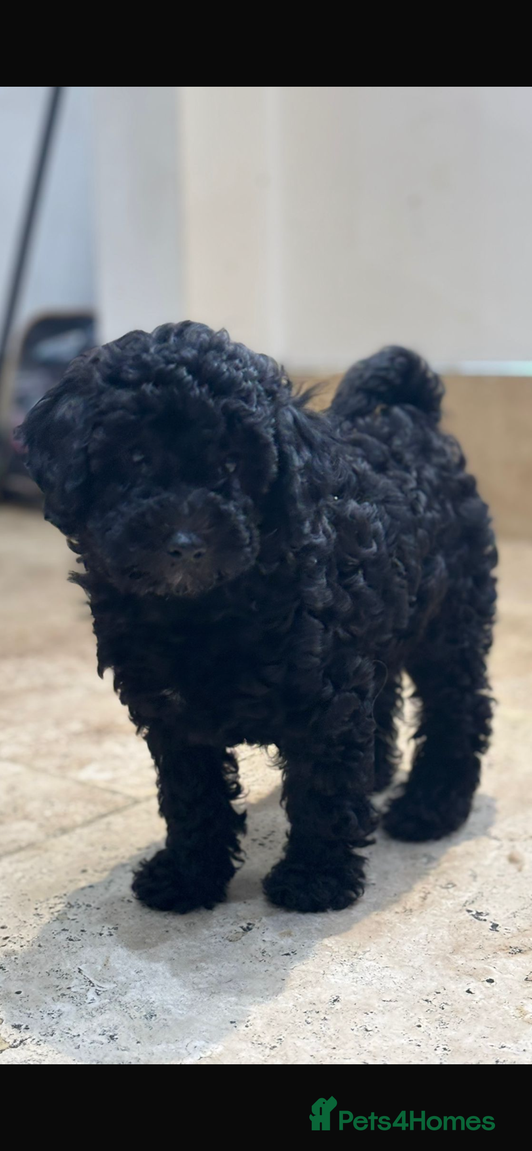 Maltipoo dogs for sale: Stunning maltipoo pups  - Advert 12