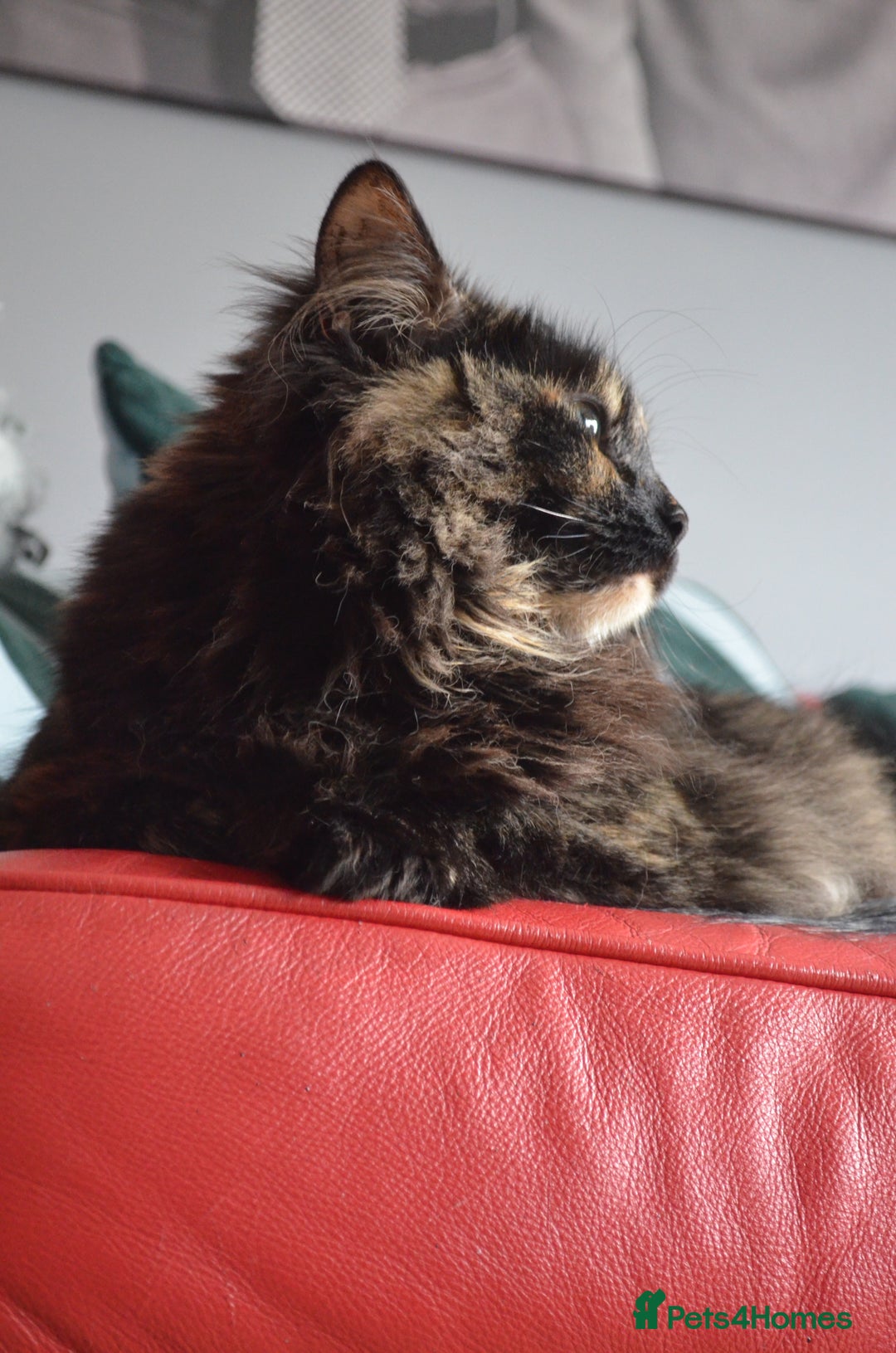Mixed Breed cats for sale: Three year old Tortoiseshell female - Image 4