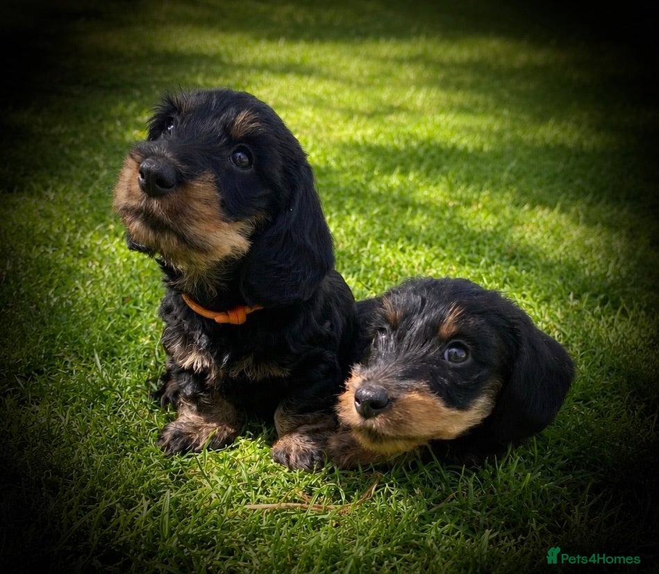Dachshund dogs KC Mini Dachshunds. LAFORA/PRA (Cord1) Clear - Advert 2