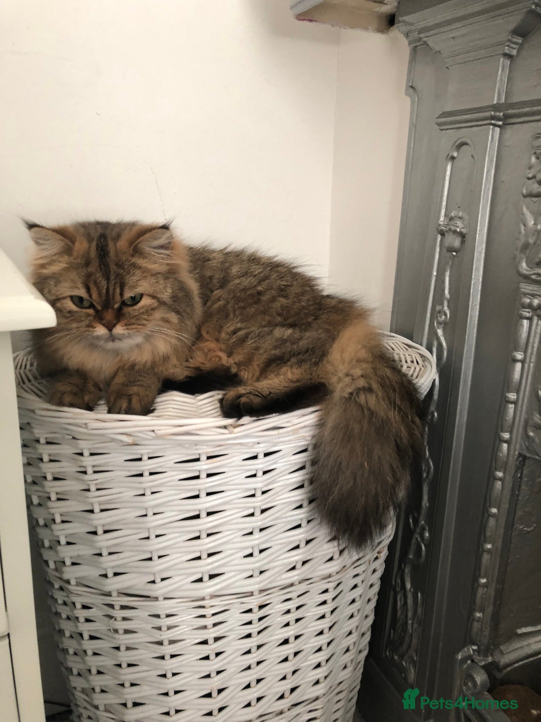 Mixed Breed cats for sale: Chinchilla x Persian female  - Image 3