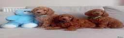 Goldendoodle dogs for sale: Adorable Goldendoodle Puppies - Advert 1