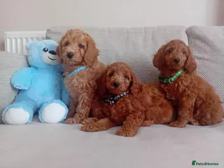 Goldendoodle dogs Adorable Goldendoodle Puppies - Advert 1