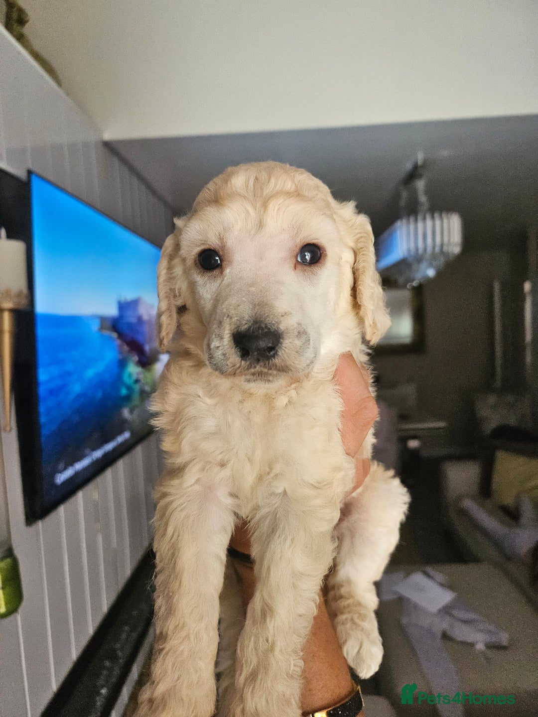 Standard Poodle dogs for sale: Stunning 5* Standard chunky poodle puppies 🐶  - Image 5