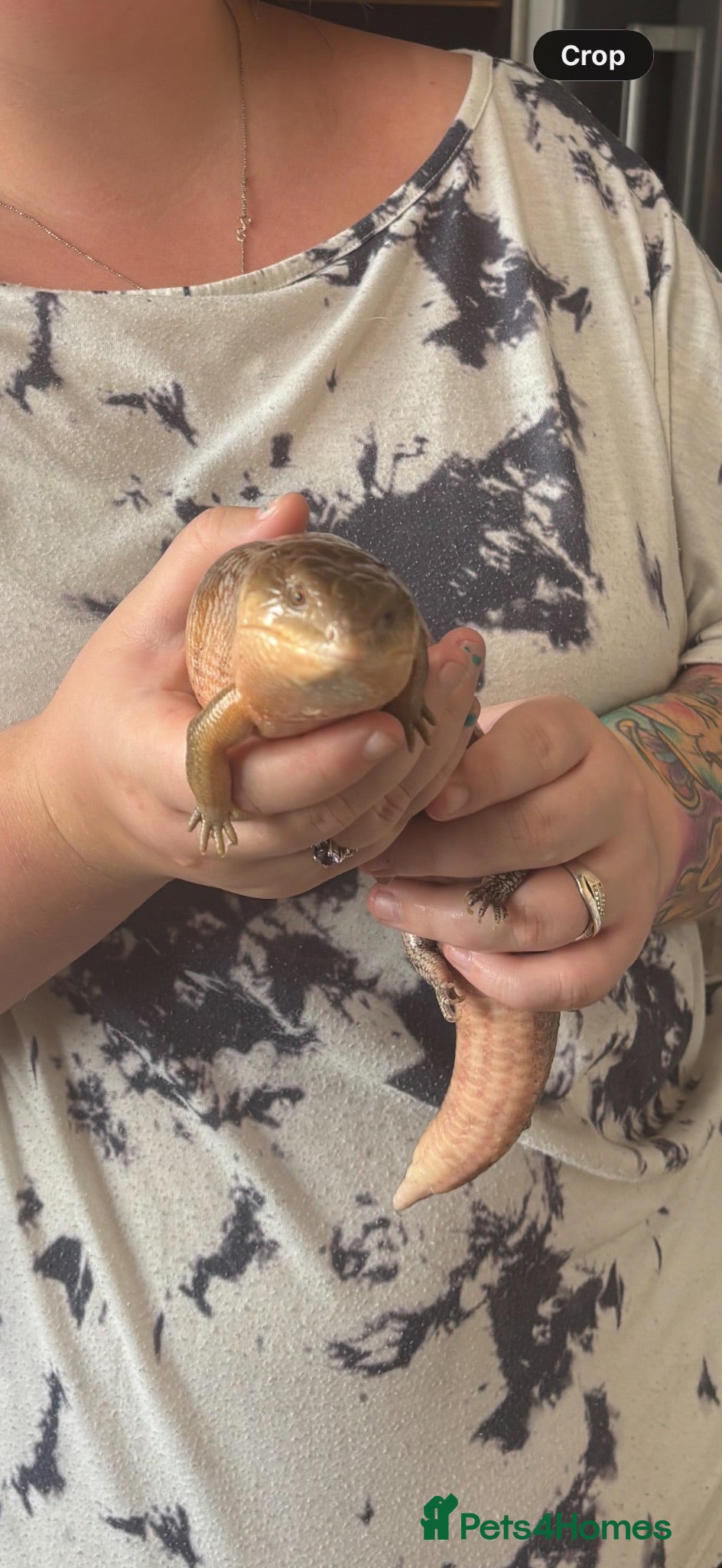 Skink reptiles Tanimbar blue tongue skink - Advert 2