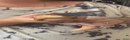 Skink reptiles for sale: Tanimbar blue tongue skink - Advert 1