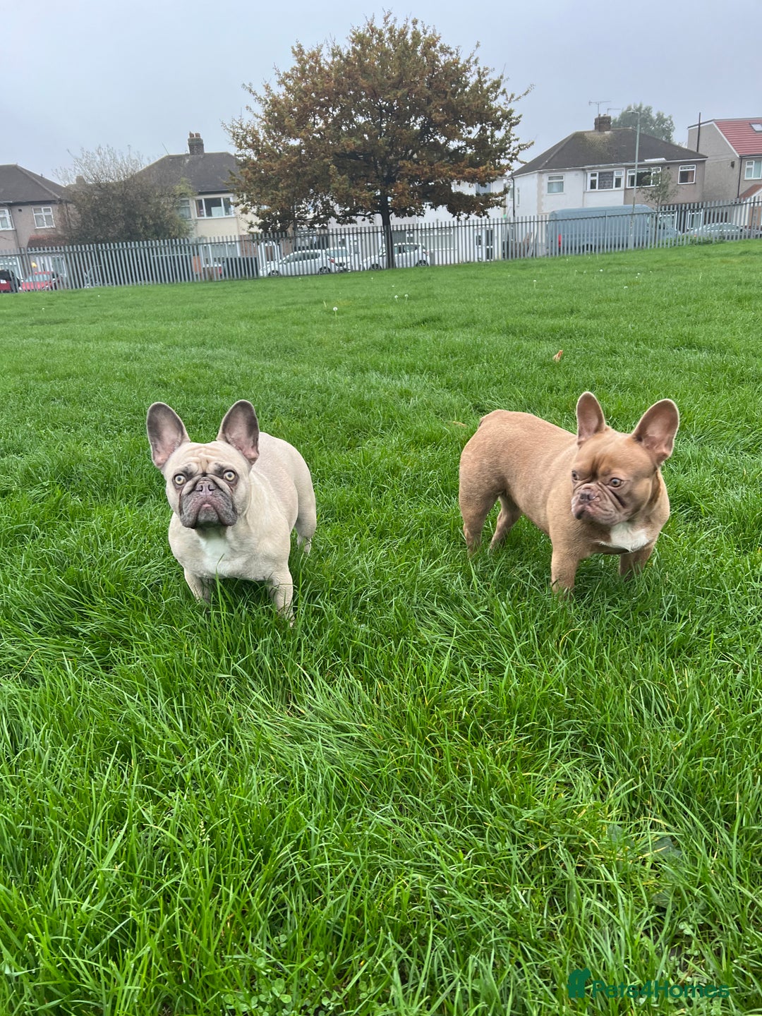 French Bulldog dogs for sale: Aiwa and Loya - Image 11