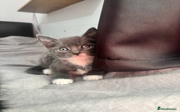 Mixed Breed cats for sale: Adorable 5 Kittens Looking for Forever Homes 🐾 - Image 5