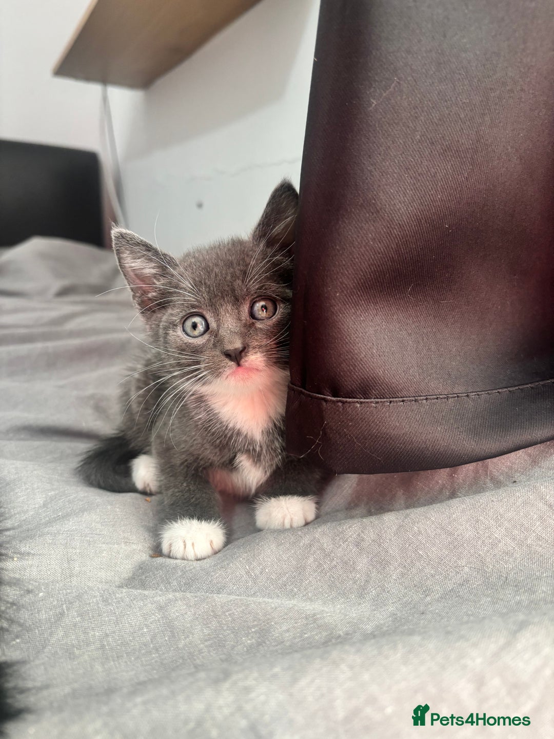 Mixed Breed cats for sale: Adorable 5 Kittens Looking for Forever Homes 🐾 - Image 5