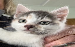 Mixed Breed cats for sale: Calico Grey, Pale Ginger & White ready now - Image 10