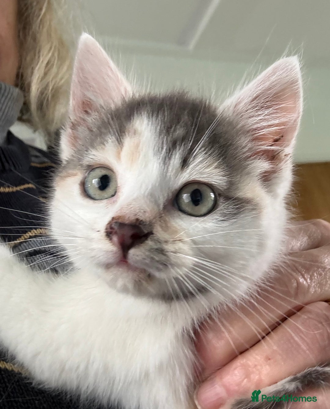 Mixed Breed cats for sale: Calico Grey, Pale Ginger & White ready now - Image 10