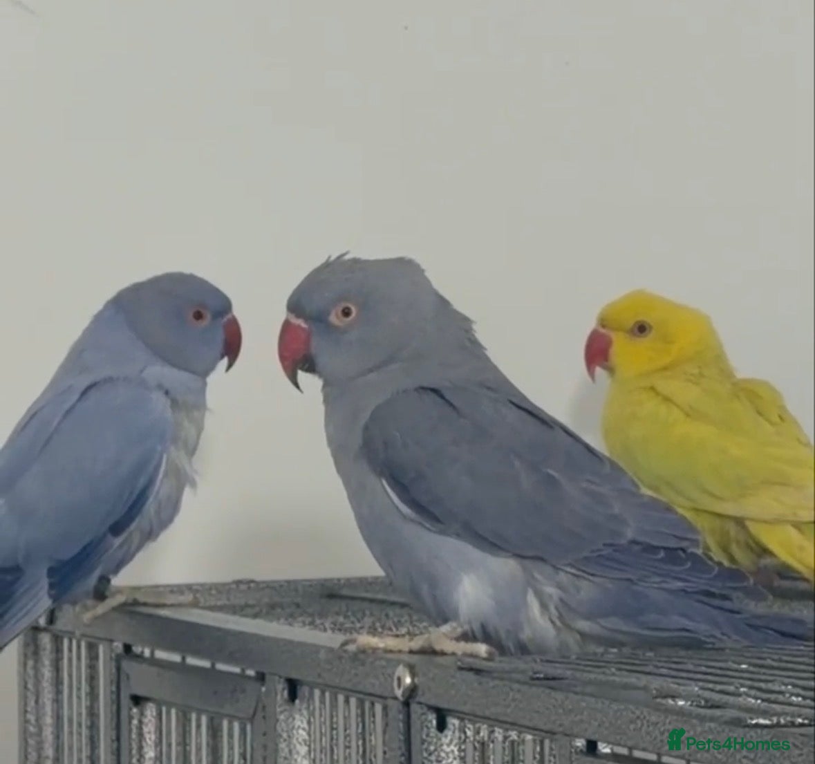 Conures birds Rare Colour Young Indian Ringneck Parrot & Conures - Advert 5