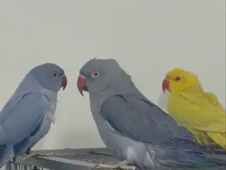 Conures birds Rare Colour Young Indian Ringneck Parrot & Conures - Advert 5