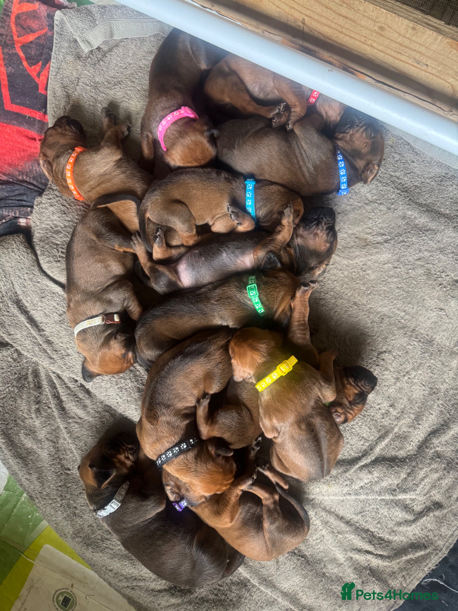 Rhodesian Ridgeback dogs 👑 Exceptional Rhodesian Ridgebacks Ready May 👑 - Advert 2