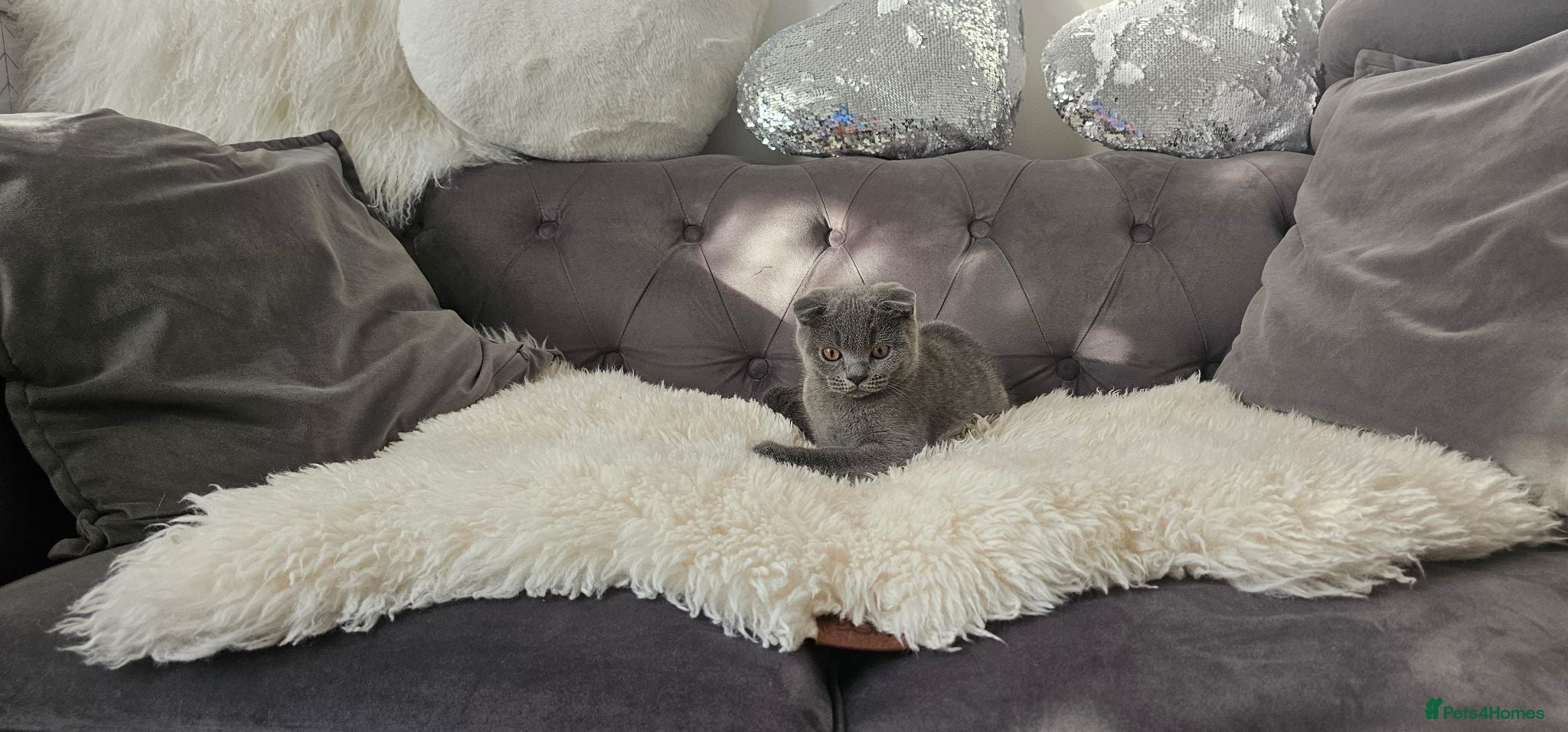 Scottish Fold cats READY TO LEAVE NOW! Last Scottish Fold Male - Advert 1