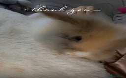 Lionhead rabbits for sale: Loin head bunny 13weeks old  - Image 2