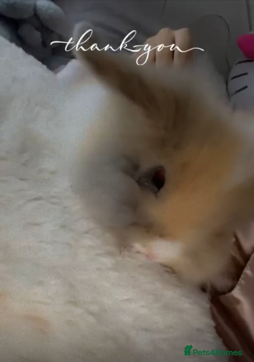 Lionhead rabbits for sale: Loin head bunny 13weeks old  - Image 2