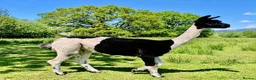 Alpaca livestock for sale: A very special breeding group of 16 alpacas - Advert 4