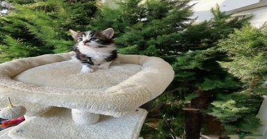 Mixed Breed cats - Advert 8