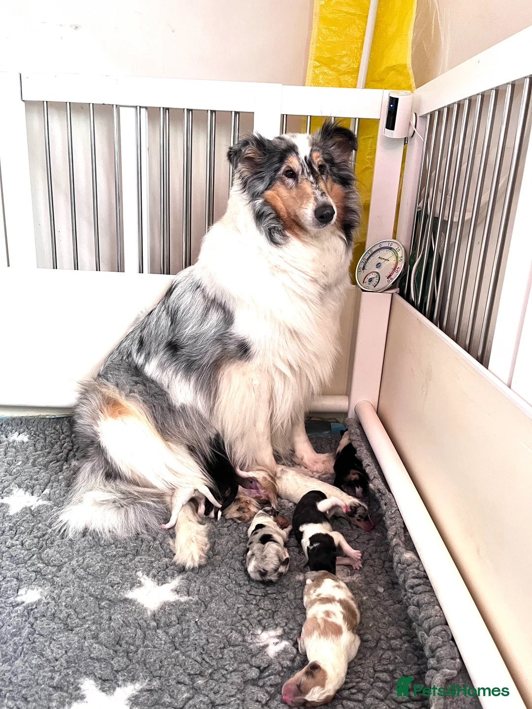 Rough Collie dogs for sale: Top Healthy Puppies, clear DNA CEA-DM-MDR1, PRA - Advert 3