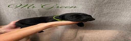 Mixed Breed dogs for sale: Cane Corso x Dobermann puppies - Advert 8