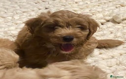Mixed Breed dogs for sale: Toy Cockapoo puppies - Image 11