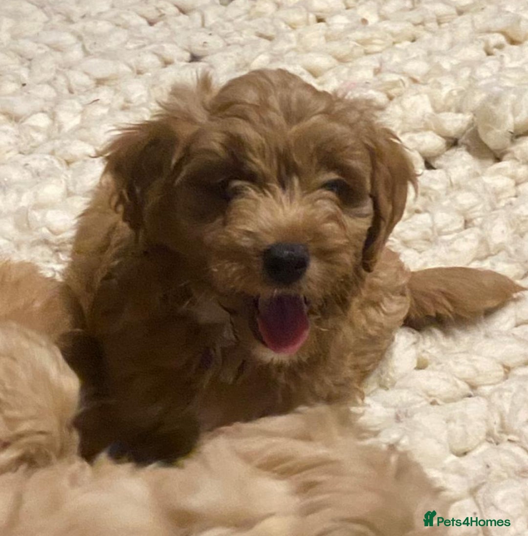 Mixed Breed dogs for sale: Toy Cockapoo puppies - Image 11