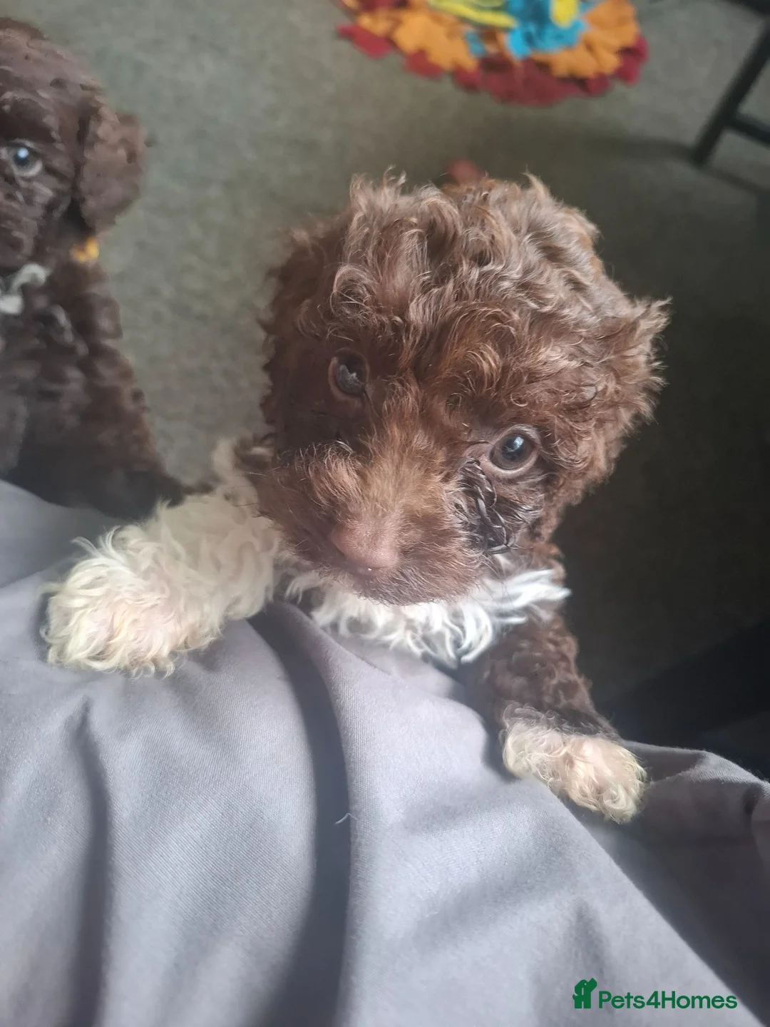 Cockapoo dogs for sale: Pups  - Advert 8