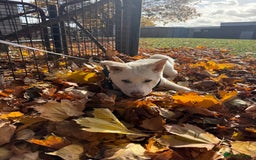 Japanese Akita Inu dogs for sale: White Japanese Akita Male  - Image 1