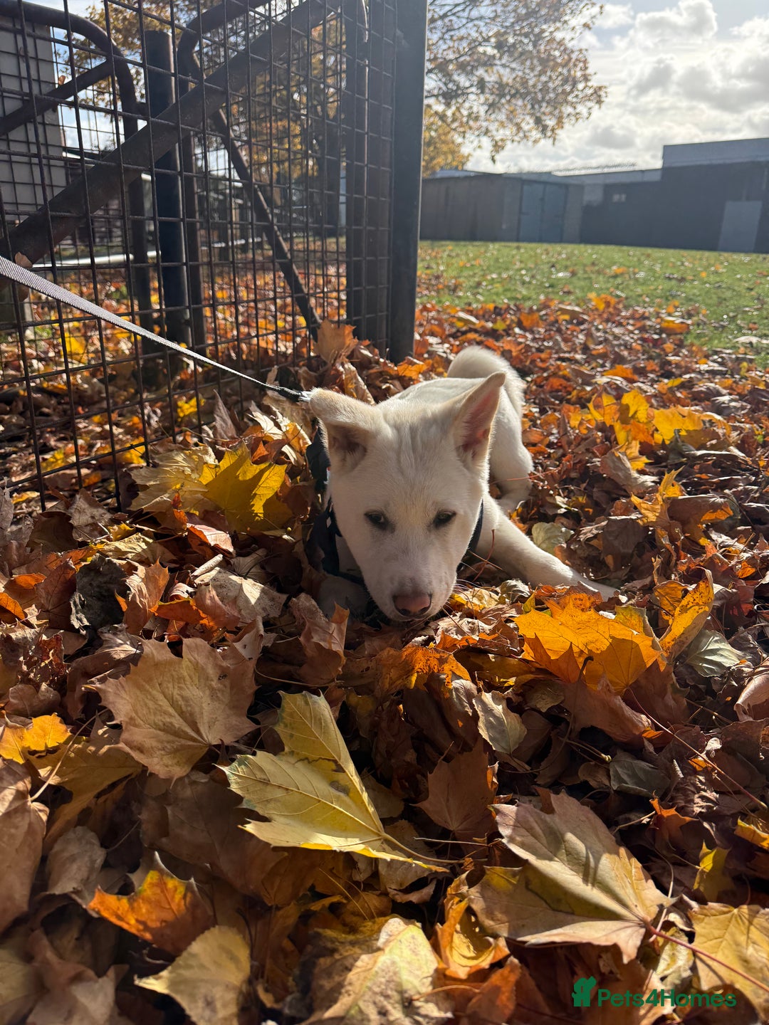 Japanese Akita Inu dogs for sale: White Japanese Akita Male  - Image 1